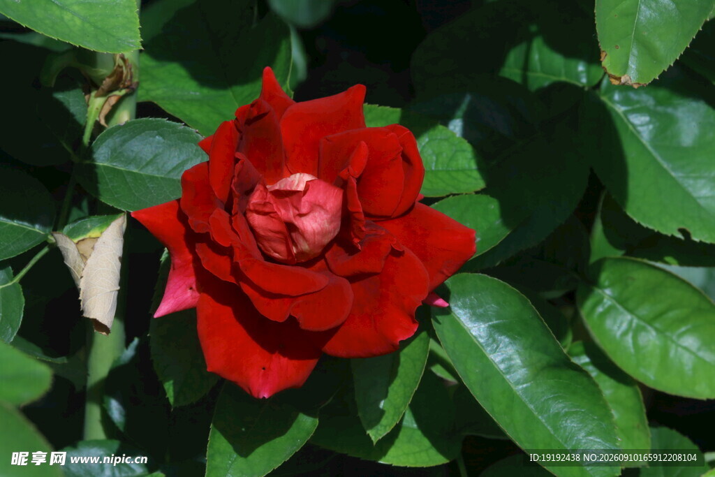 月季花 