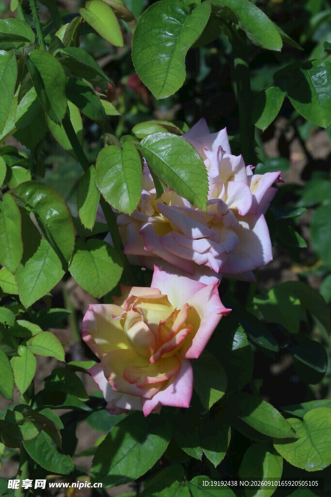 月季花  