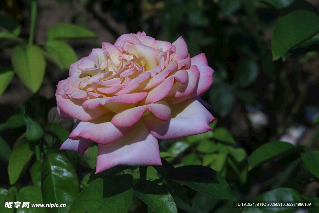月季花  