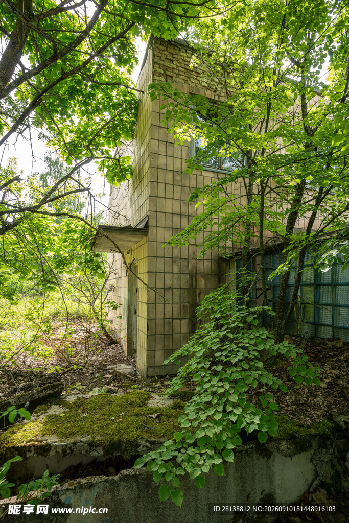 废弃小屋隐于葱郁绿植间