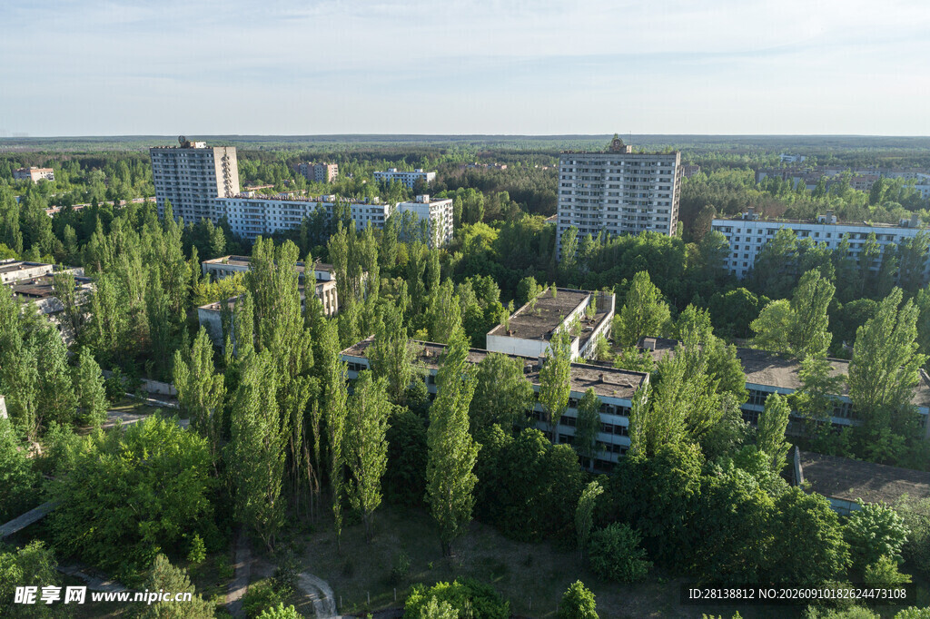 城市中葱郁树林景观