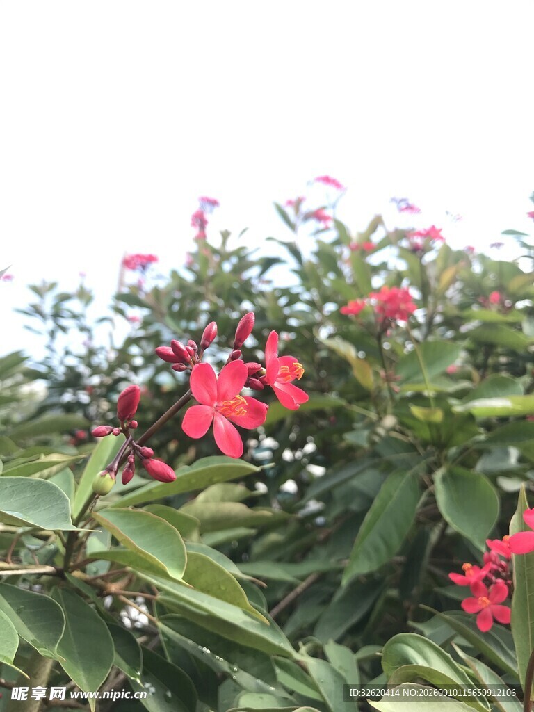 琴叶珊瑚