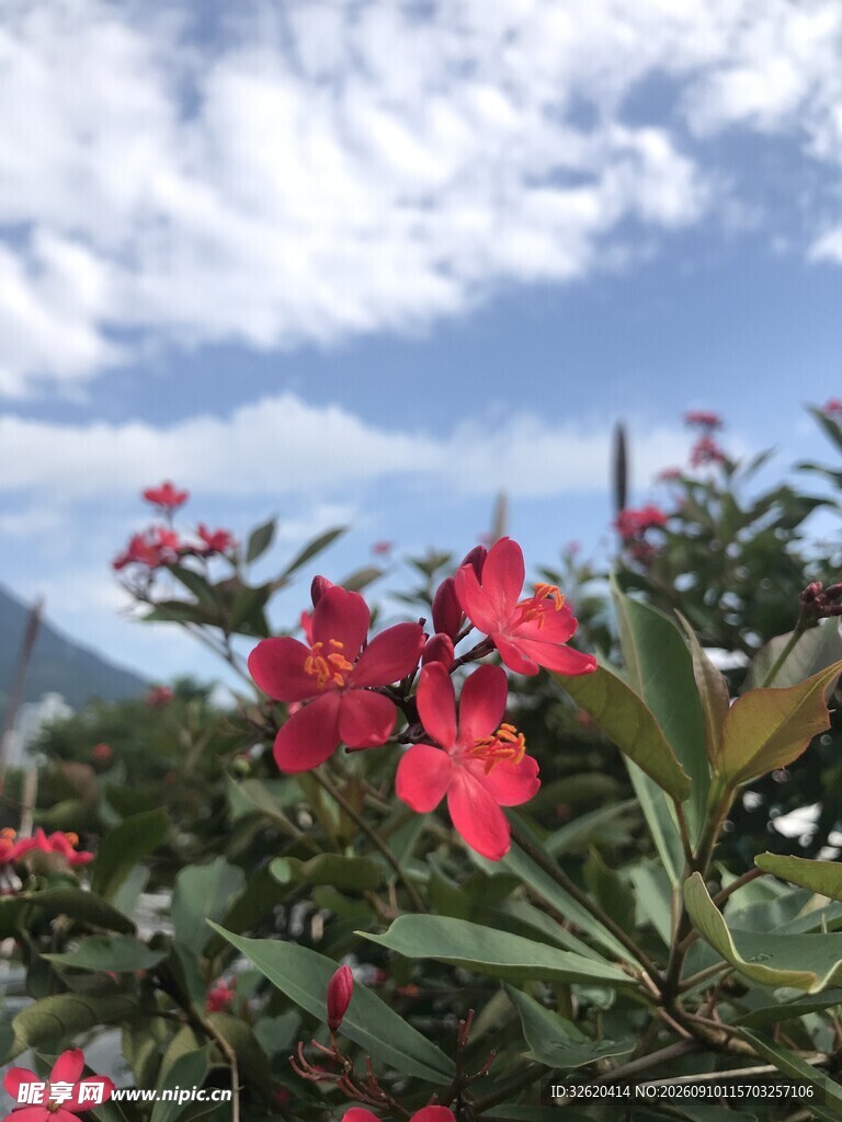 琴叶珊瑚