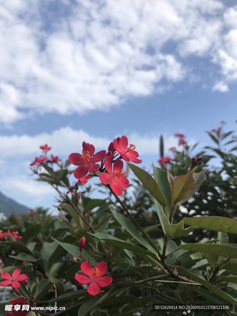 琴叶珊瑚
