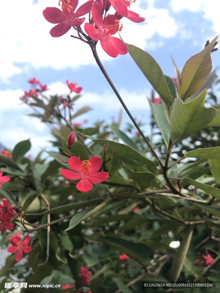 琴叶珊瑚