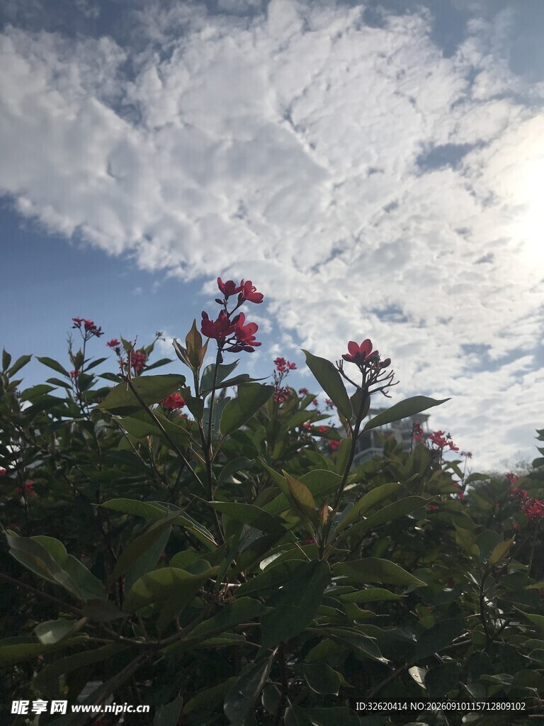 琴叶珊瑚