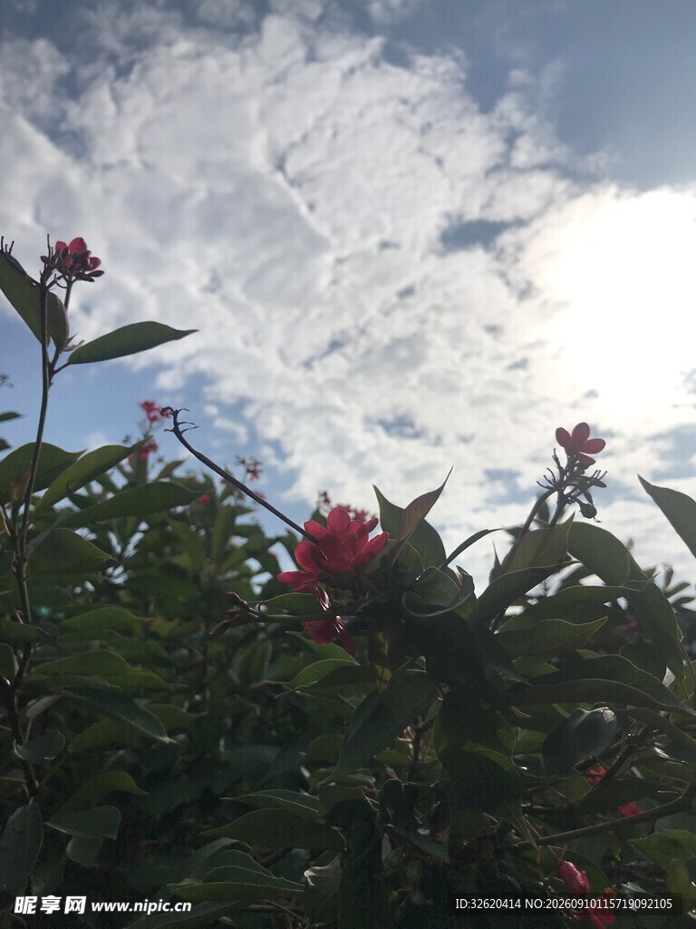 琴叶珊瑚