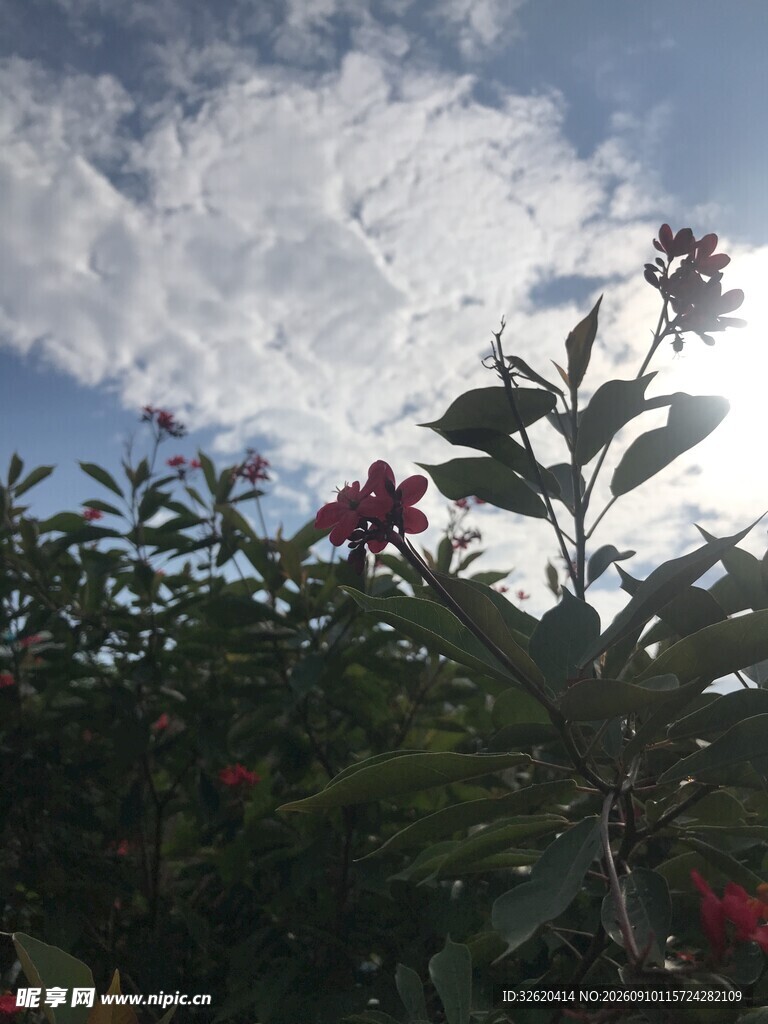 琴叶珊瑚