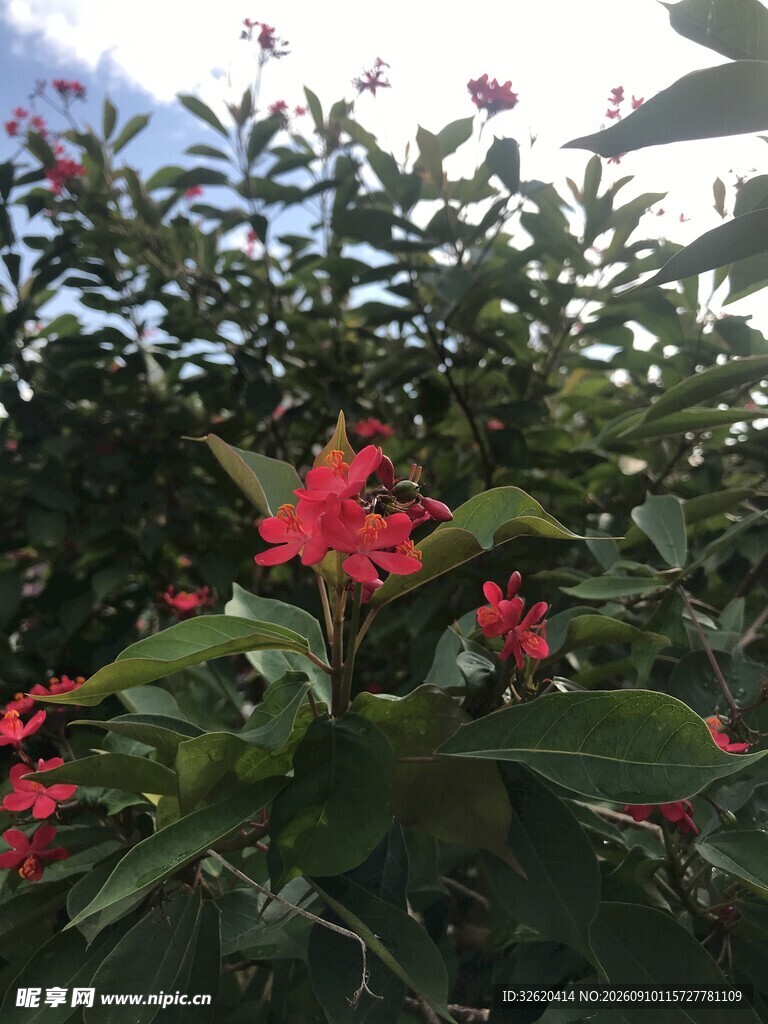 琴叶珊瑚