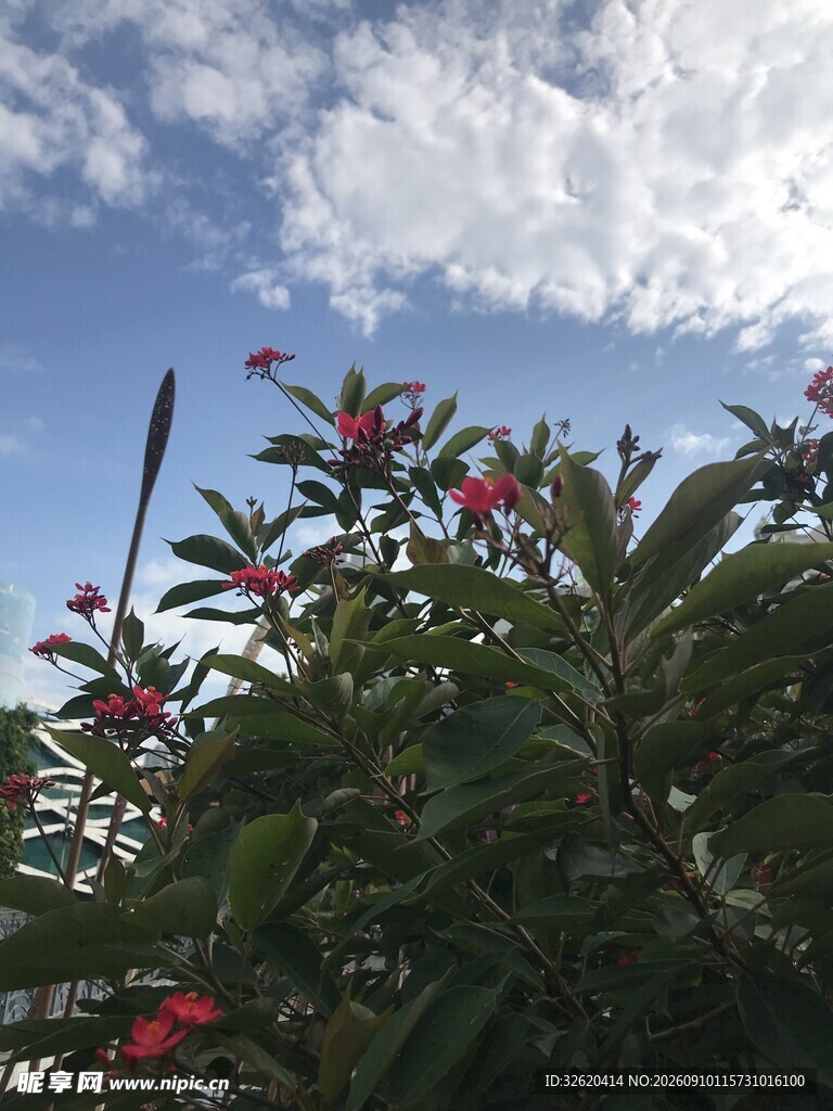 琴叶珊瑚
