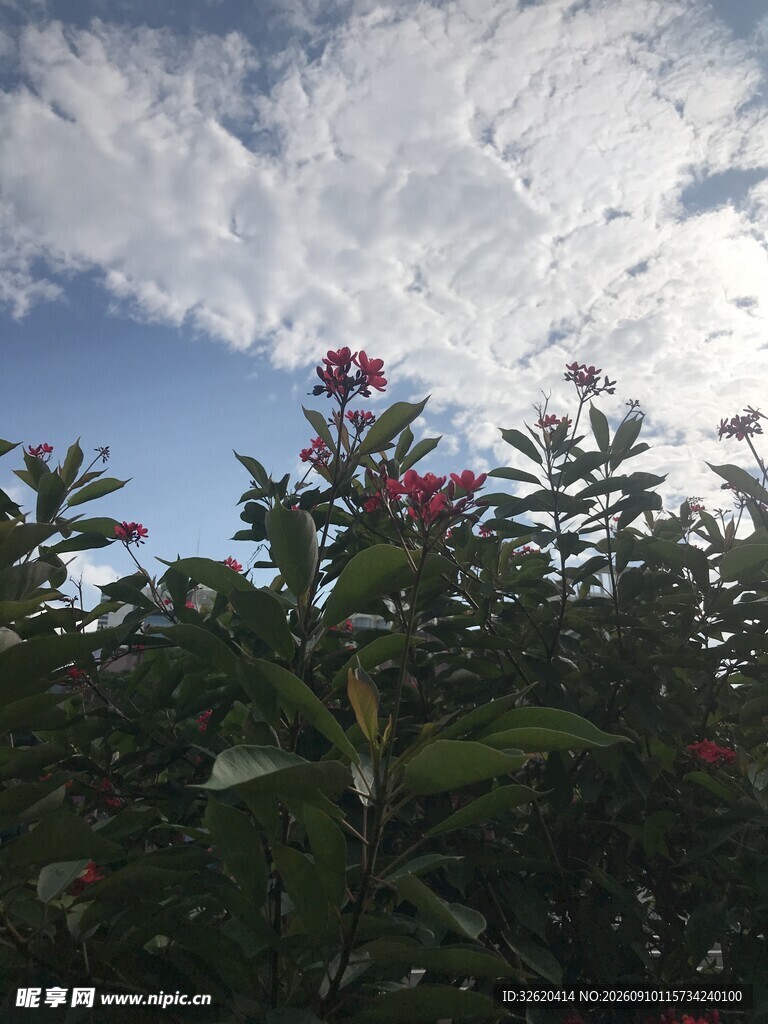 琴叶珊瑚