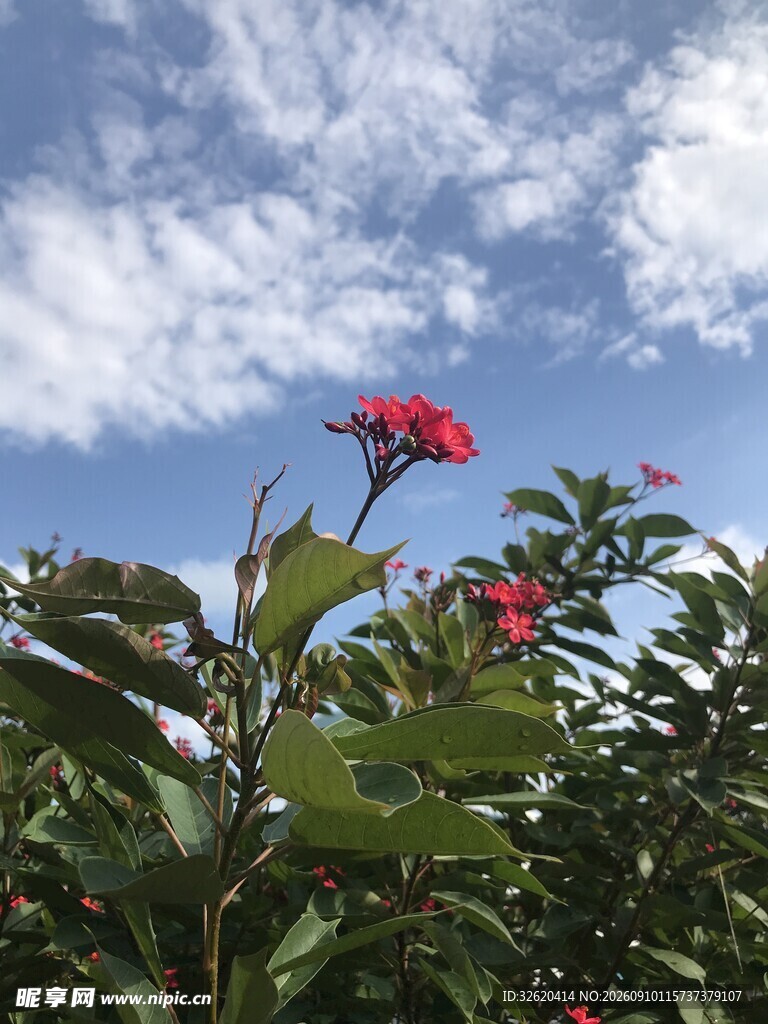 琴叶珊瑚