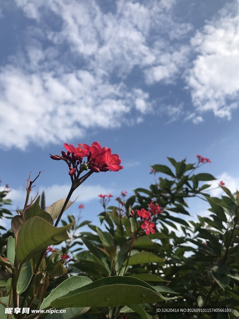 琴叶珊瑚