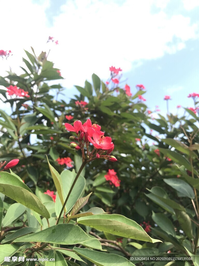 琴叶珊瑚
