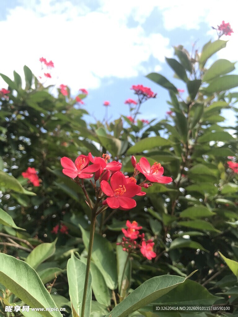 琴叶珊瑚