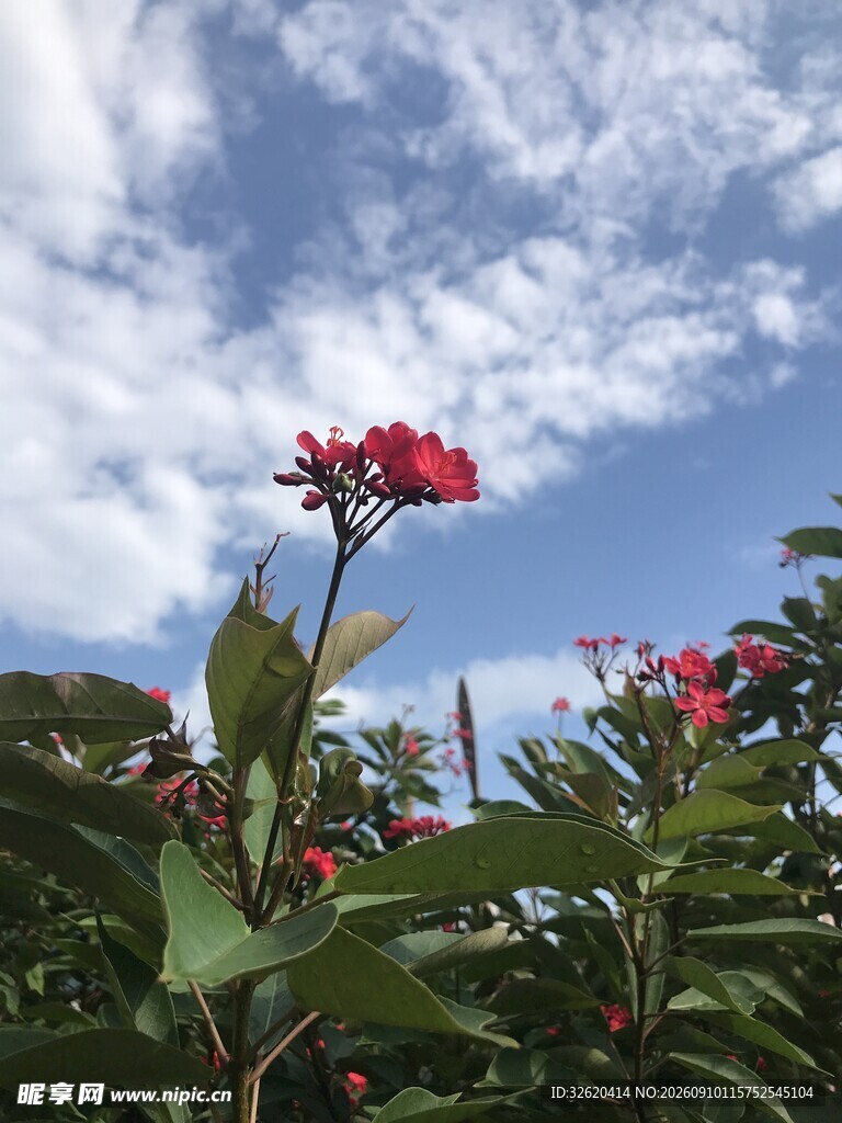 琴叶珊瑚