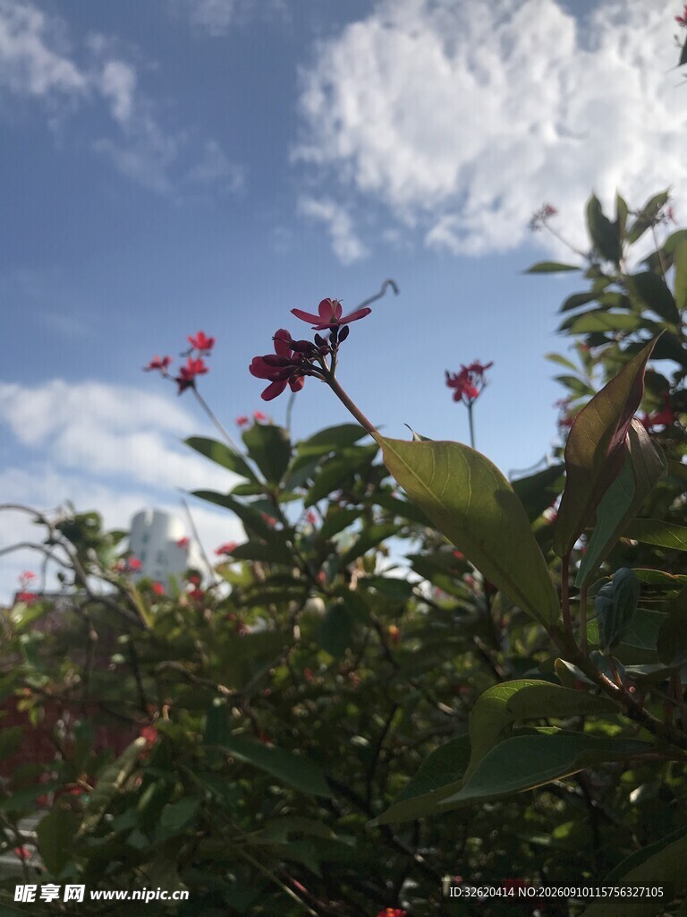琴叶珊瑚