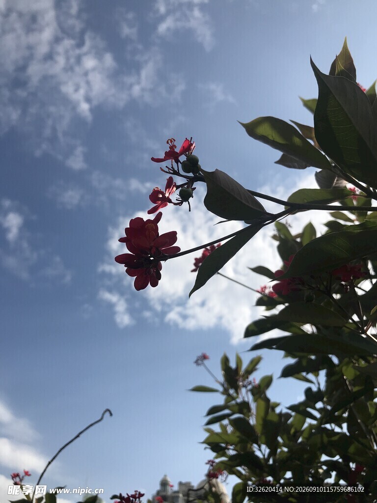 琴叶珊瑚