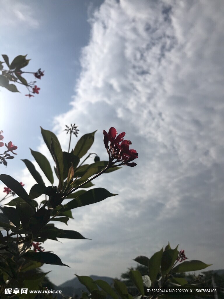 琴叶珊瑚