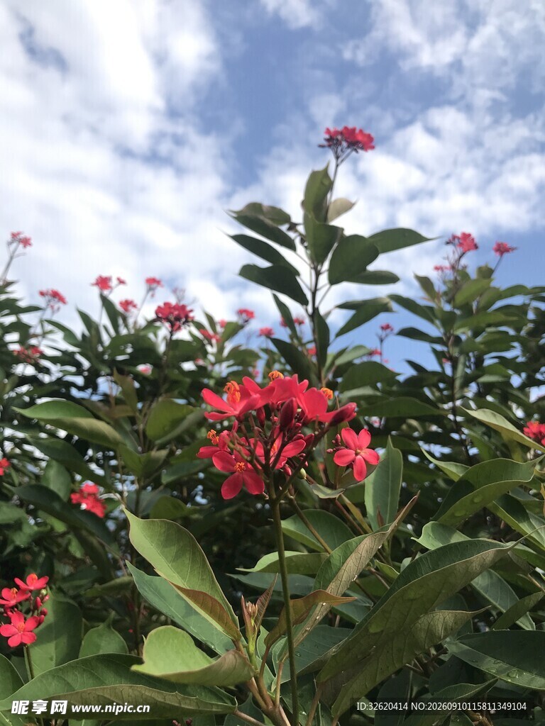 琴叶珊瑚