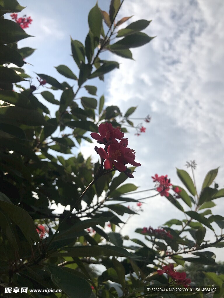 琴叶珊瑚