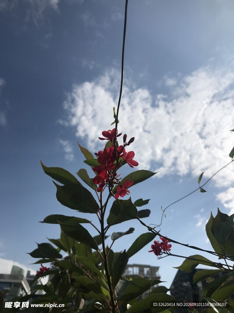 琴叶珊瑚