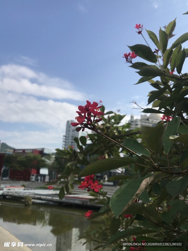 琴叶珊瑚