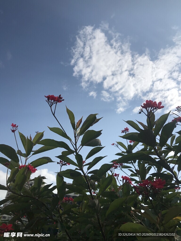 琴叶珊瑚