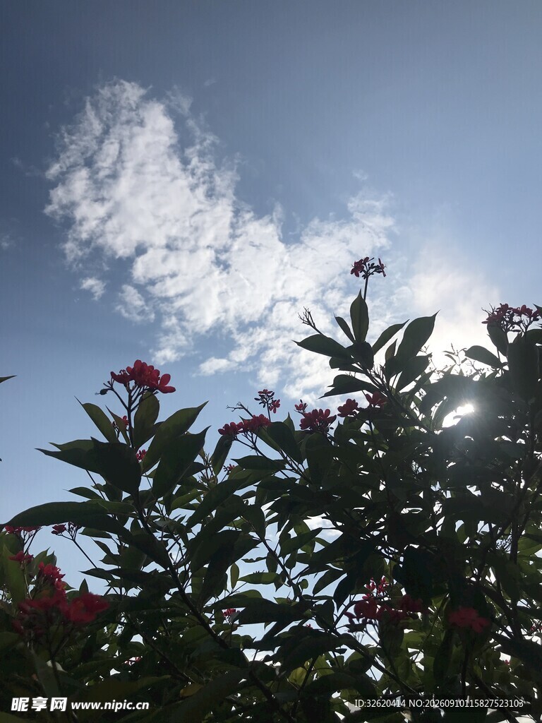 琴叶珊瑚