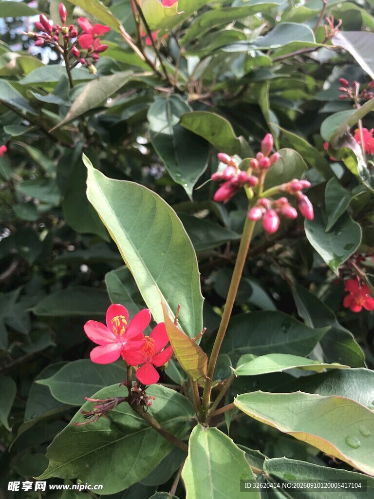 琴叶珊瑚