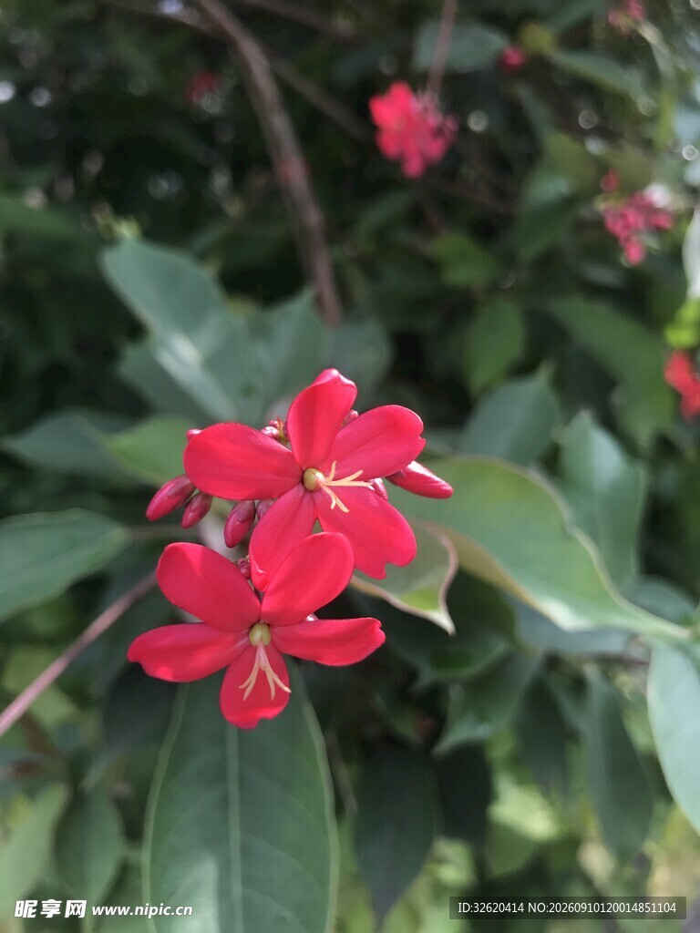 琴叶珊瑚 