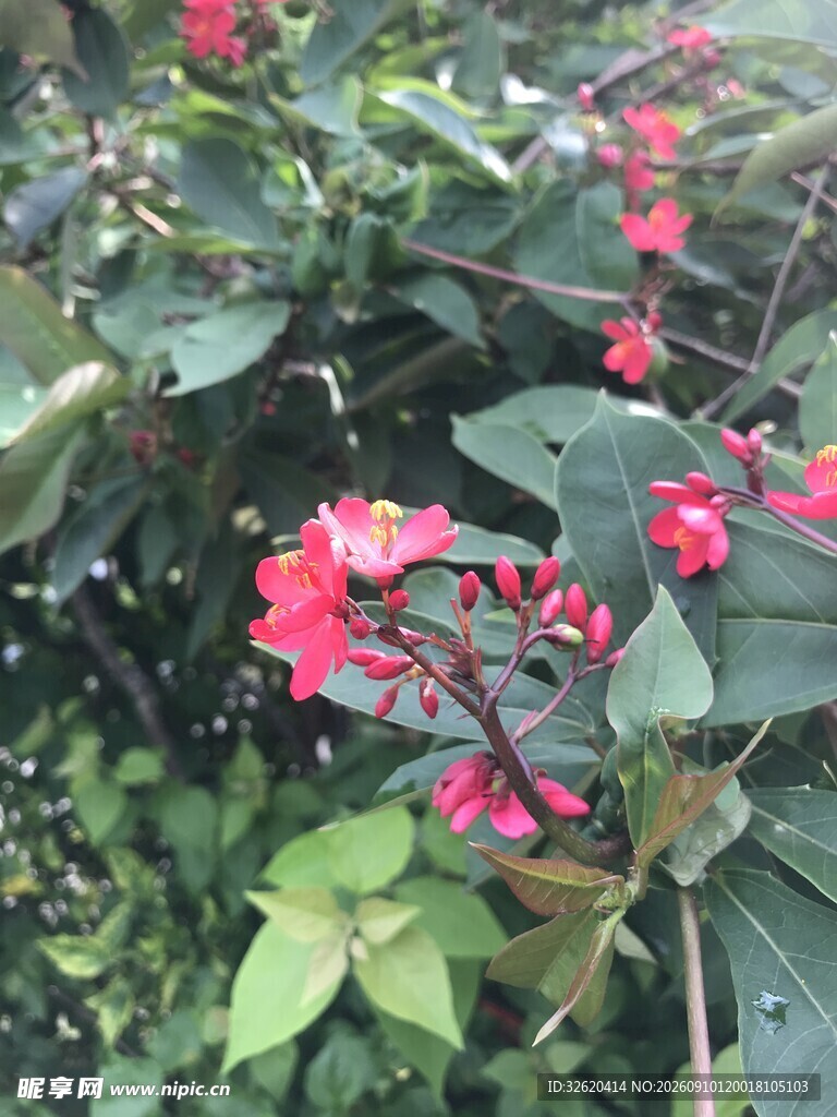 琴叶珊瑚 