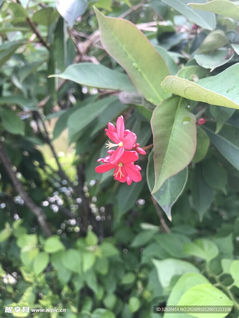 琴叶珊瑚 