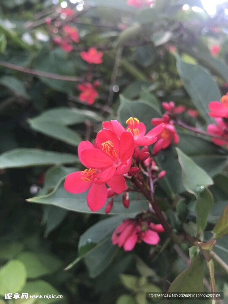 琴叶珊瑚 