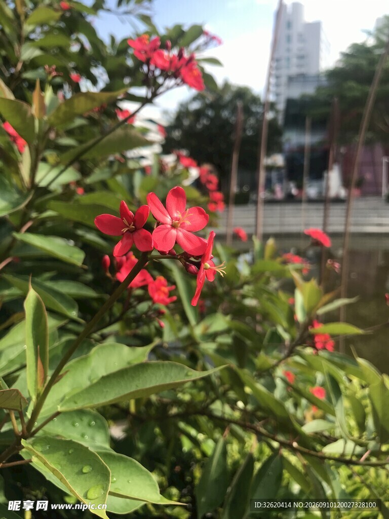 琴叶珊瑚 