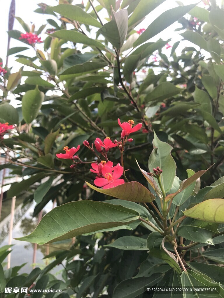 琴叶珊瑚 