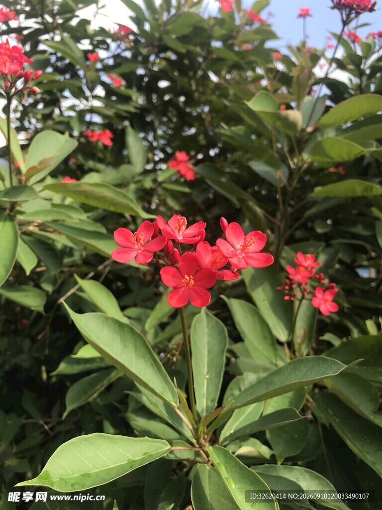 琴叶珊瑚 