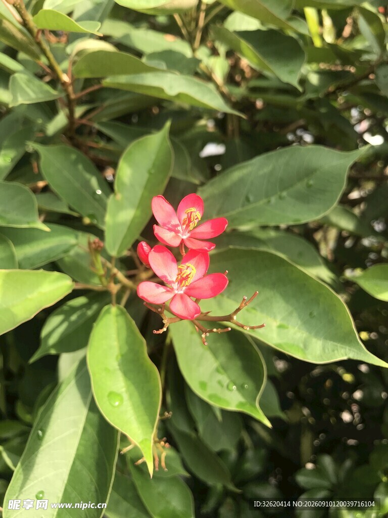 琴叶珊瑚 