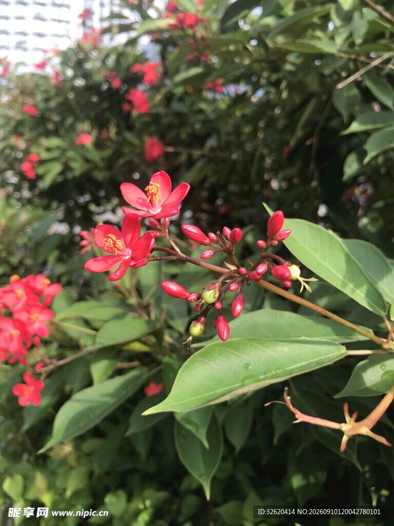 琴叶珊瑚 