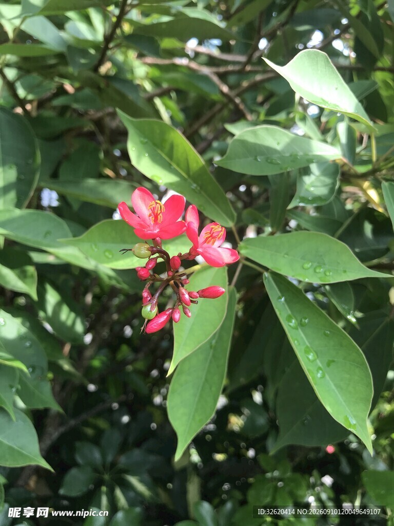 琴叶珊瑚 