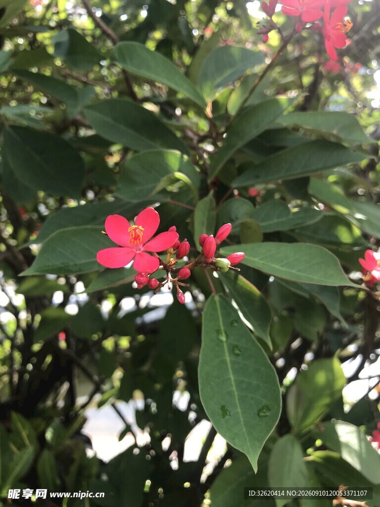 琴叶珊瑚 