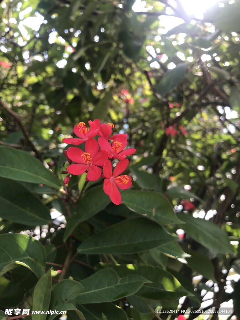 琴叶珊瑚 