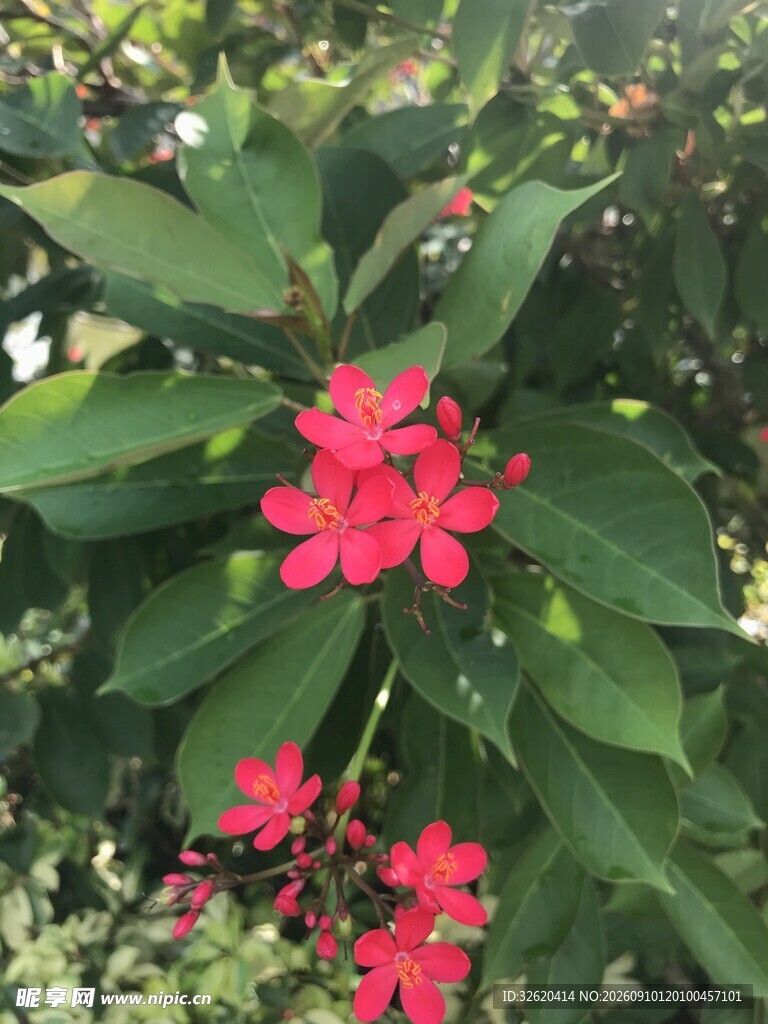 琴叶珊瑚 