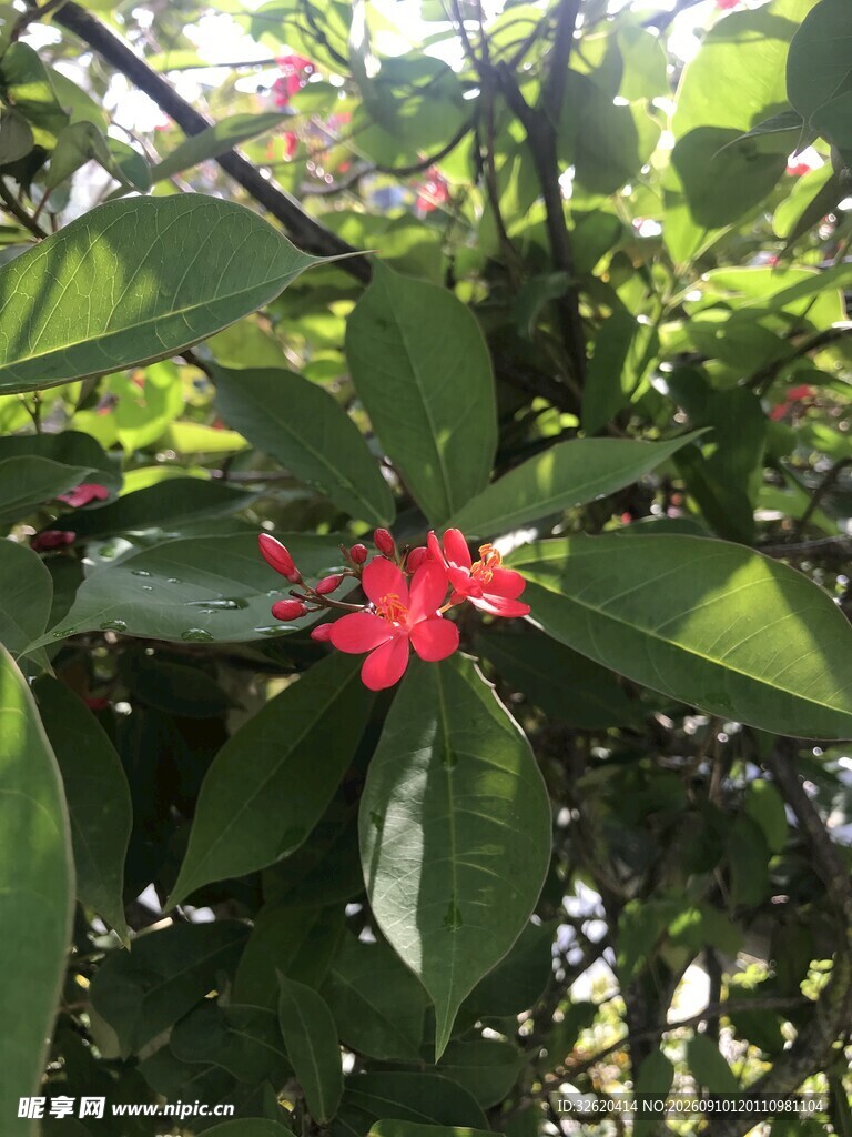琴叶珊瑚 