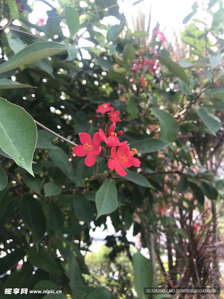 琴叶珊瑚 
