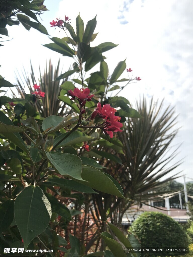 琴叶珊瑚 