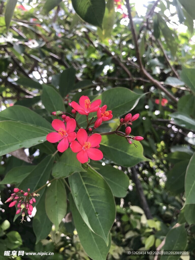 琴叶珊瑚 