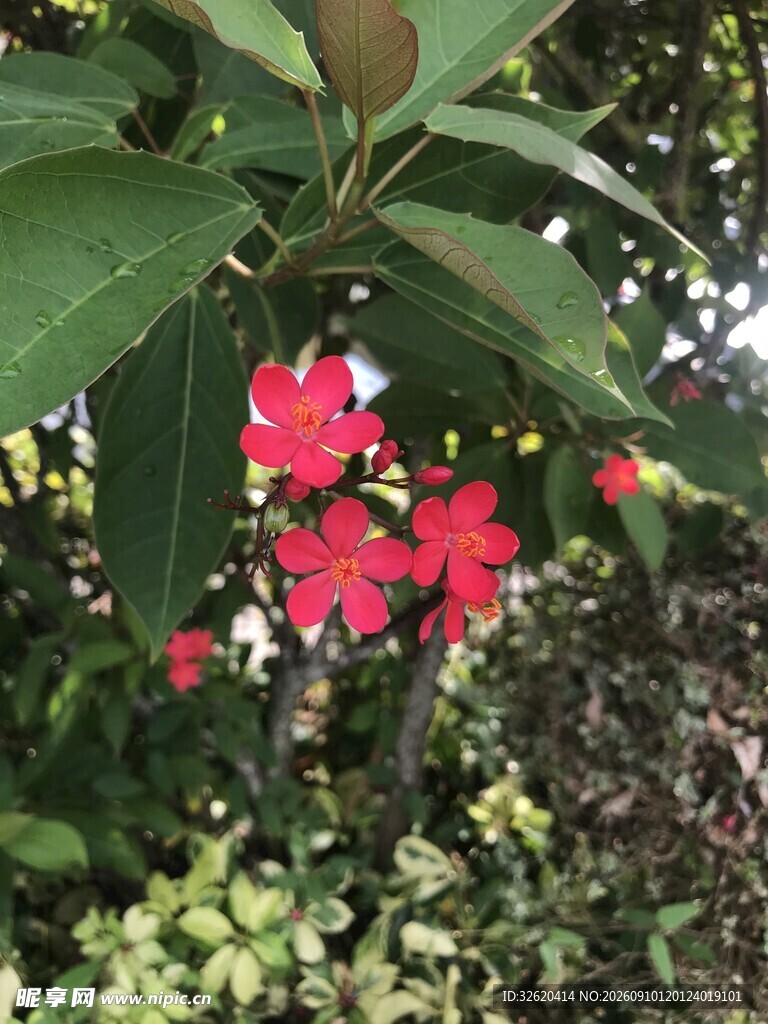 琴叶珊瑚 