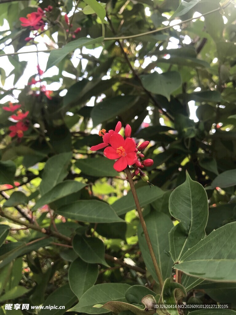 琴叶珊瑚 