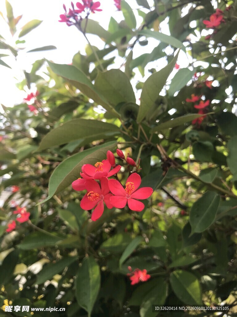 琴叶珊瑚